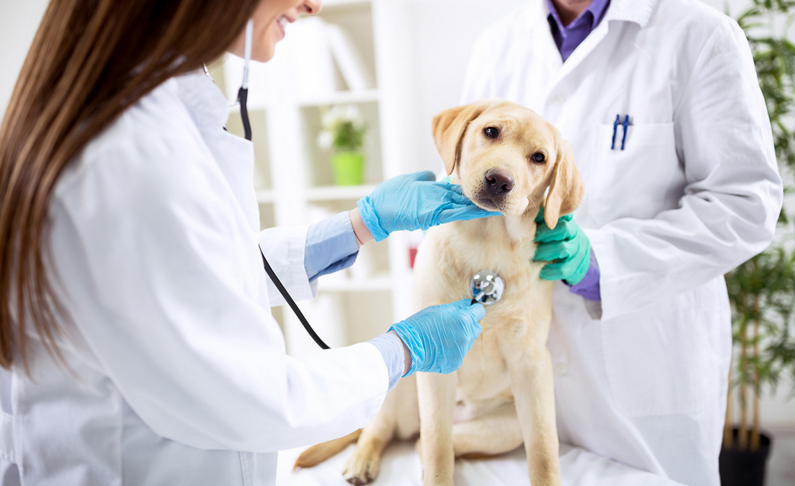 Современная ветеринарная клиника: забота о здоровье домашних животных