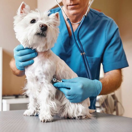 Современная ветеринарная клиника: забота о здоровье домашних животных